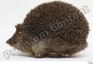 Hedgehog - Erinaceus europaeus  3 whole body 0001.jpg